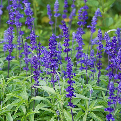 200pcs Blue Sage Seeds - Beautiful Salvia Farinacea for Your Garden - Easy to Grow