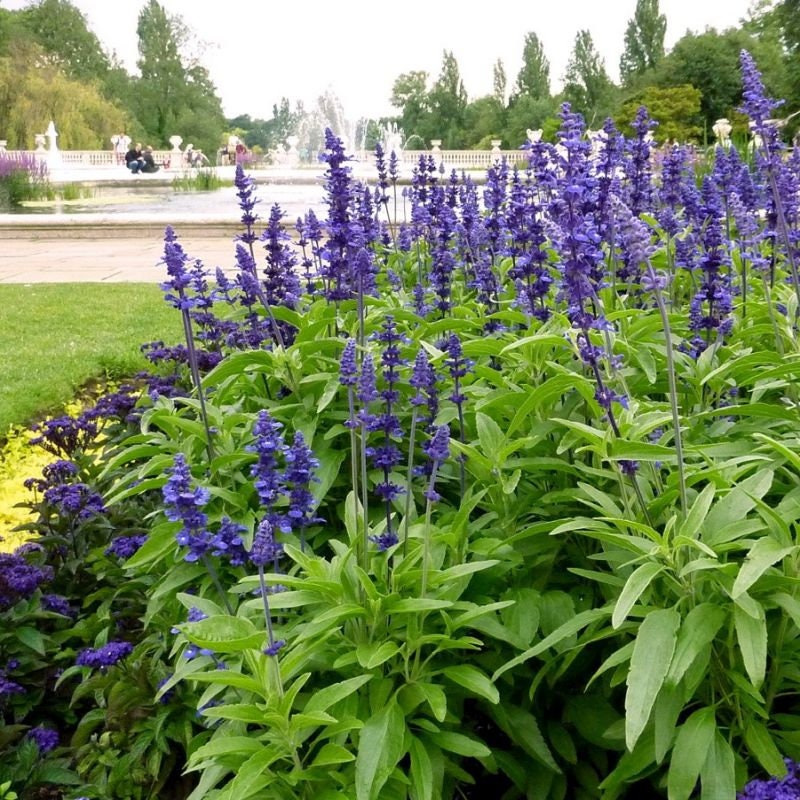 200pcs Blue Sage Seeds - Beautiful Salvia Farinacea for Your Garden - Easy to Grow