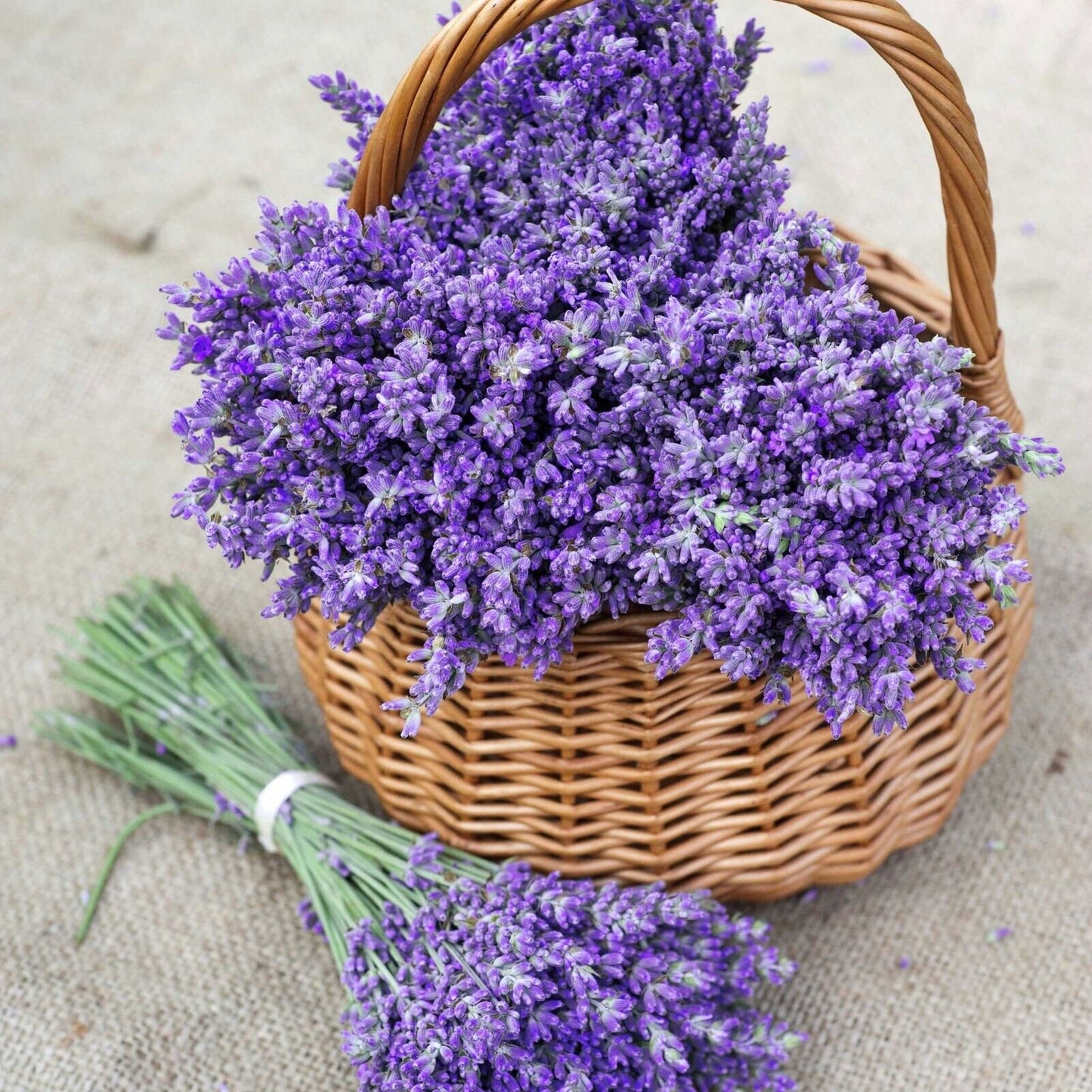 900Pcs Lavender Seeds Continuous Blooming Easy Maintenance For Outdoor Scenic Grow