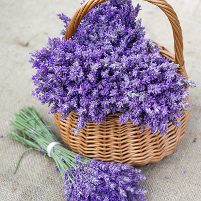 900Pcs Lavender Seeds Continuous Blooming Easy Maintenance For Outdoor Scenic Grow