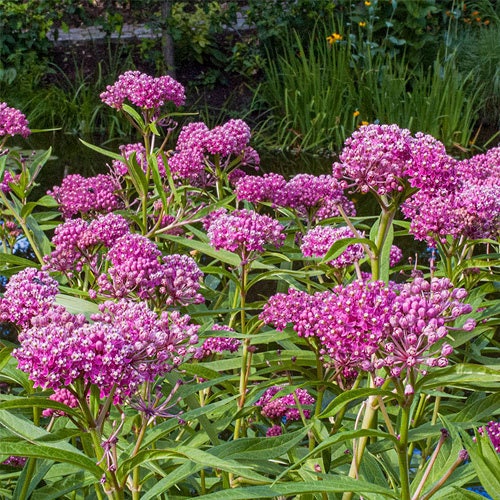 195Pcs Milkweed Seeds Easy to Maintain ideal for permanent planting in garden background borders and large landscape areas