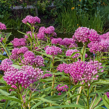 195Pcs Milkweed Seeds Easy to Maintain ideal for permanent planting in garden background borders and large landscape areas