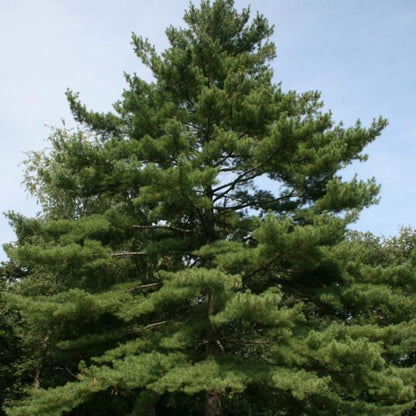 90Pcs Pine Seeds suitable for casual home planting and long term screening ornamental layout