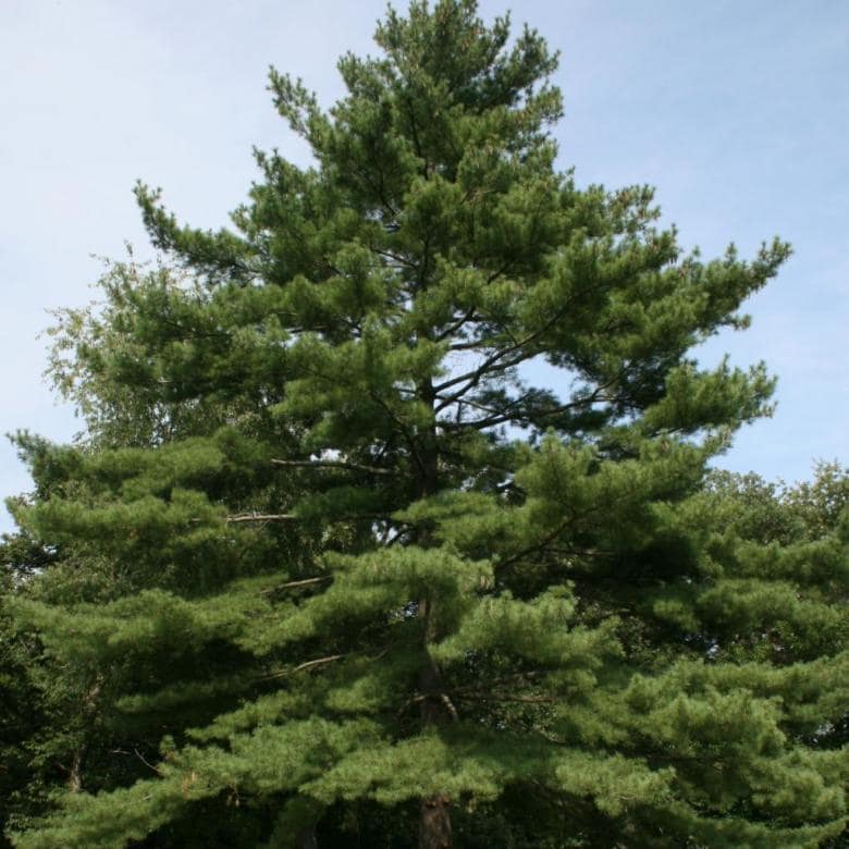 90Pcs Pine Seeds suitable for casual home planting and long term screening ornamental layout