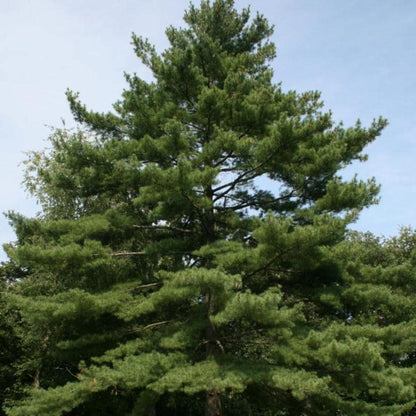 90Pcs Pine Seeds suitable for casual home planting and long term screening ornamental layout