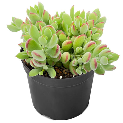 1000pcs Excellent for Indoor Succulent Growing Speedy Growing Succulent Seeds