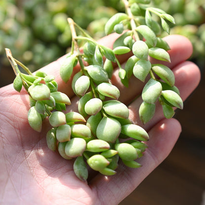 1000pcs Excellent for Indoor Succulent Growing Speedy Growing Succulent Seeds