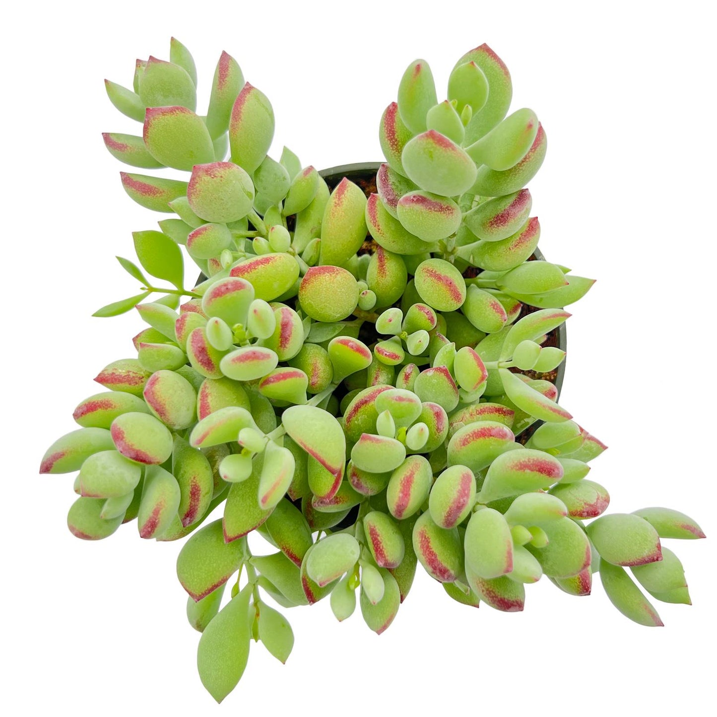 1000pcs Excellent for Indoor Succulent Growing Speedy Growing Succulent Seeds