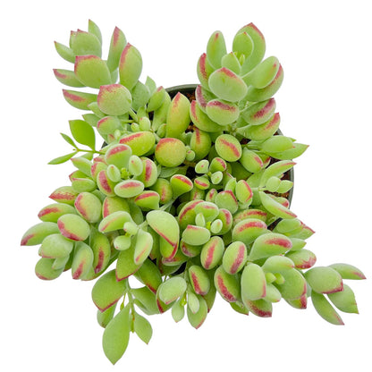 1000pcs Excellent for Indoor Succulent Growing Speedy Growing Succulent Seeds