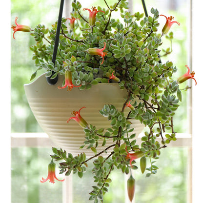 1000pcs Excellent for Indoor Succulent Growing Speedy Growing Succulent Seeds