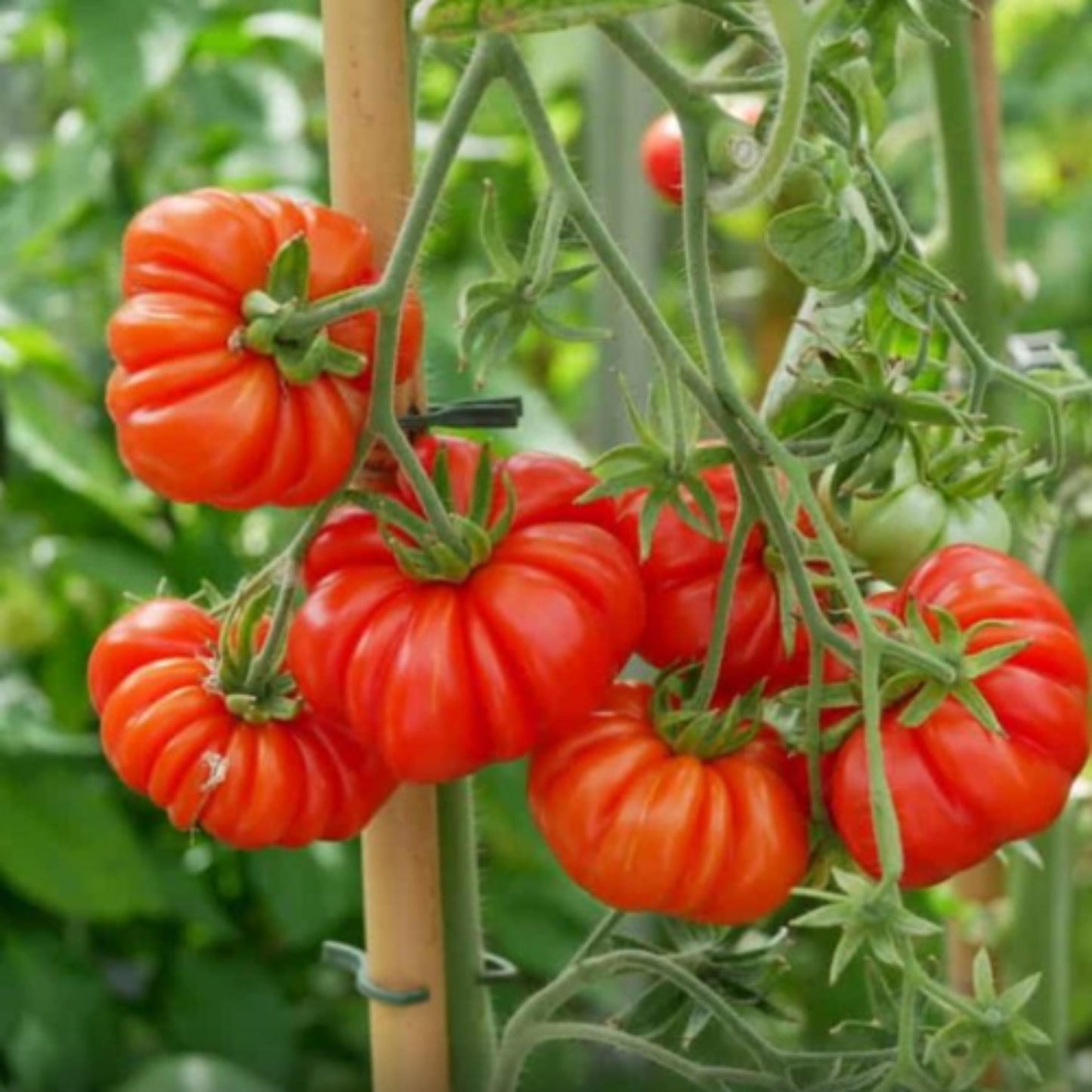 200pcs Home Garden Tomato Seeds Rapid Growing Easy To Grow For Garden Beds