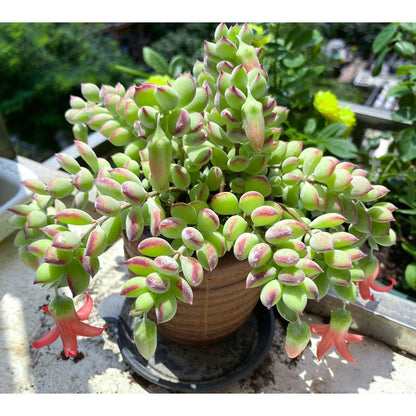 1000pcs Excellent for Indoor Succulent Growing Speedy Growing Succulent Seeds