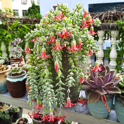 1000pcs Excellent for Indoor Succulent Growing Speedy Growing Succulent Seeds