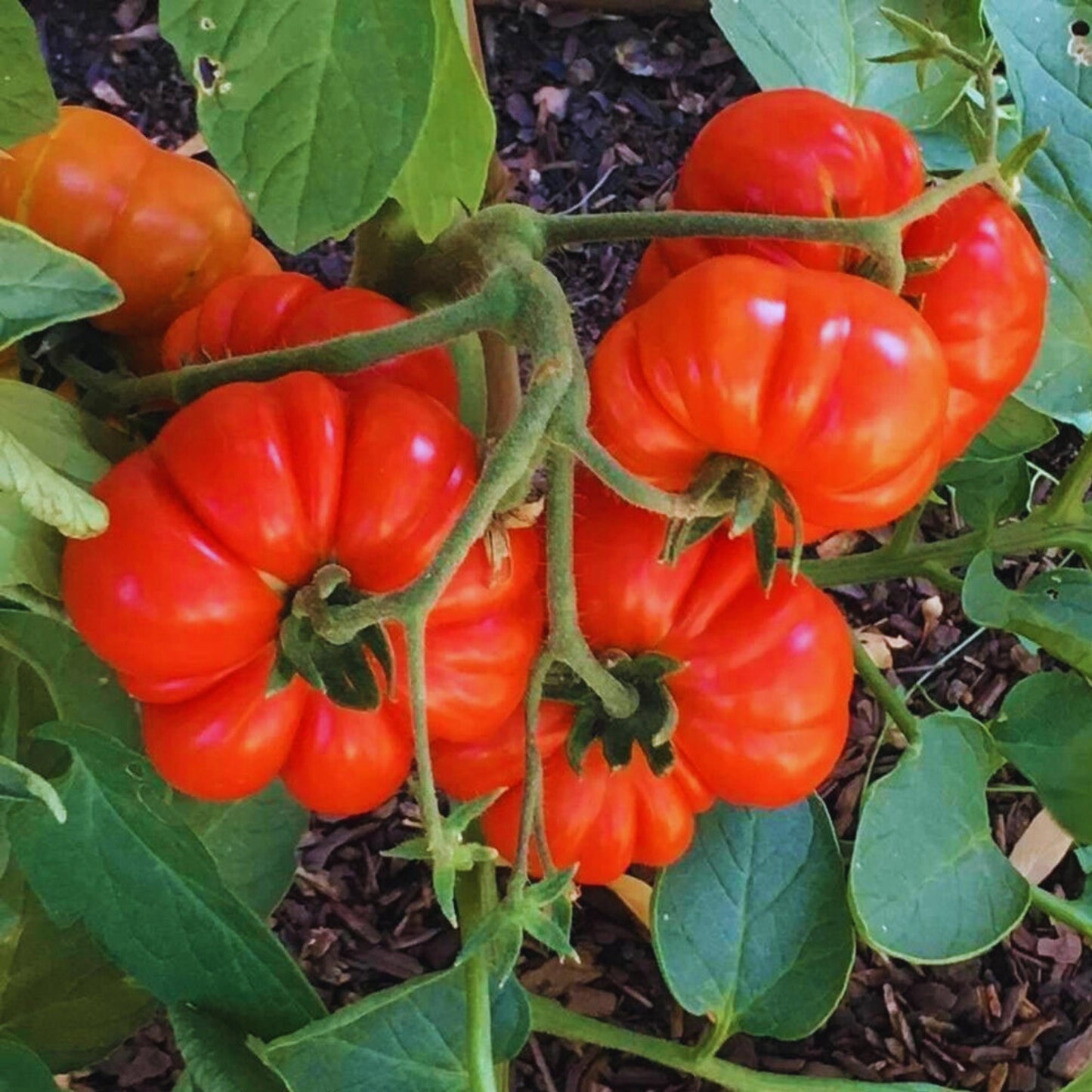200pcs Home Garden Tomato Seeds Rapid Growing Easy To Grow For Garden Beds