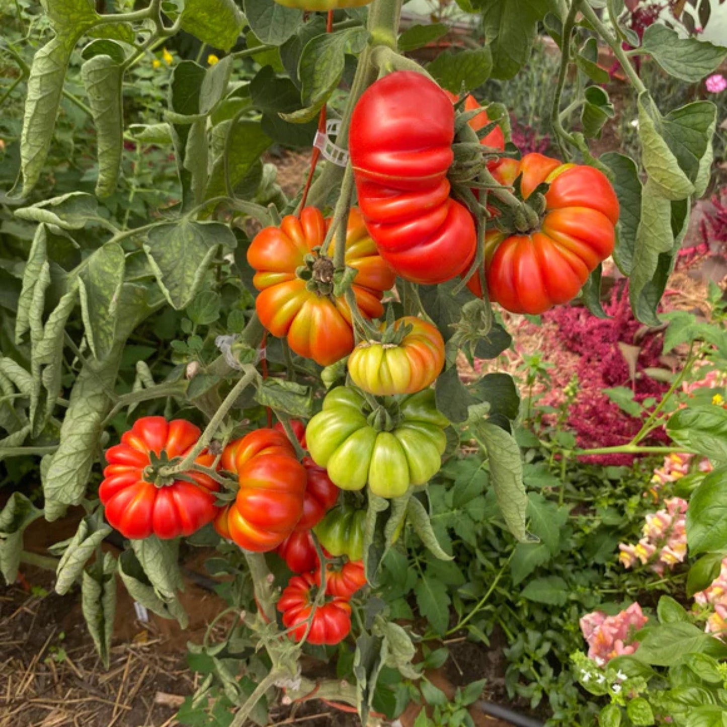 200pcs Home Garden Tomato Seeds Rapid Growing Easy To Grow For Garden Beds