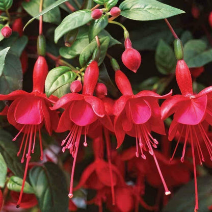 100pcs Red Fuchsia Flowers seeds Great for Hanging Baskets seeds