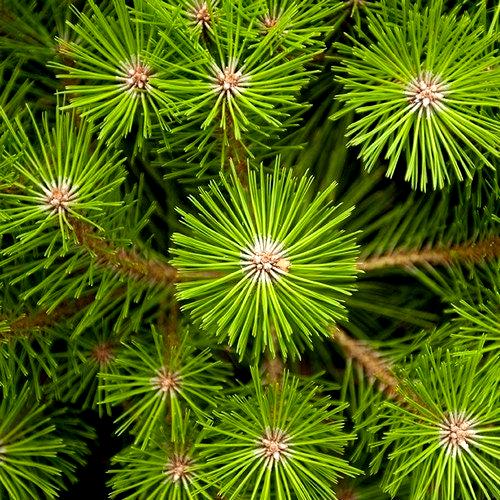 79Pcs Pine Seeds maintain steady vigorous growth through fluctuating seasonal temperature patterns