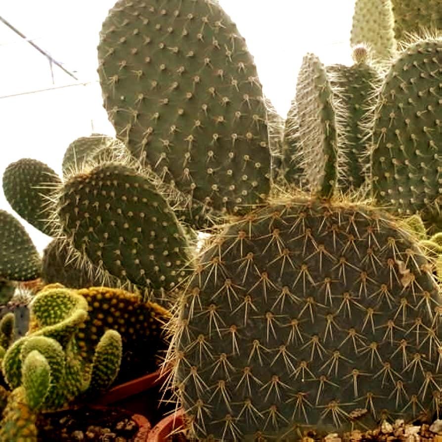 86Pcs Easy to Sow Cactus Seeds ideal for arranging continuous ornamental effect in container groups and dry garden borders