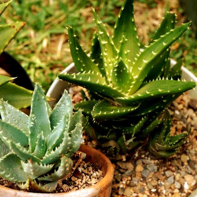 200Pcs Beginner Friendly Aloe Vera Seeds maintain steady compact rosette form through fluctuating seasonal temperature shifts