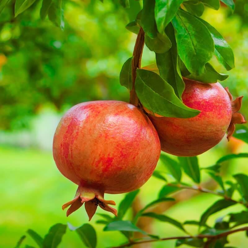 149Pcs Pomegranate Seeds fill blank yard and garden spots in newly arranged landscape layouts