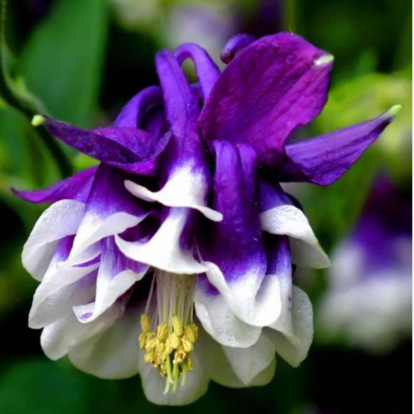 180Pcs Columbine Seeds Spring Sowing Ready Fast Establishment For Shade Garden Backdrop Layout