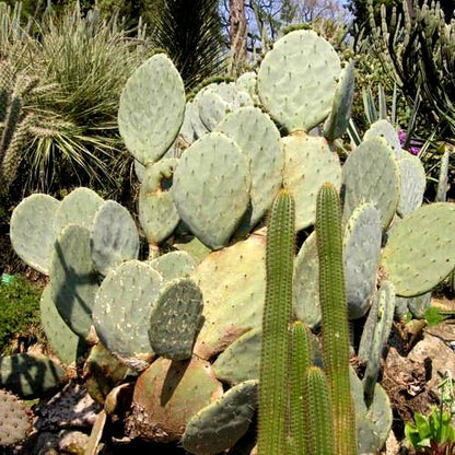 86Pcs Easy to Sow Cactus Seeds ideal for arranging continuous ornamental effect in container groups and dry garden borders