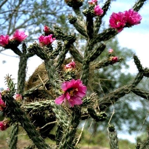 92Pcs Cactus Seeds suitable for casual container planting and long term decorative landscape layout