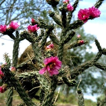92Pcs Cactus Seeds suitable for casual container planting and long term decorative landscape layout