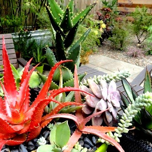 200Pcs Beginner Friendly Aloe Vera Seeds maintain steady compact rosette form through fluctuating seasonal temperature shifts