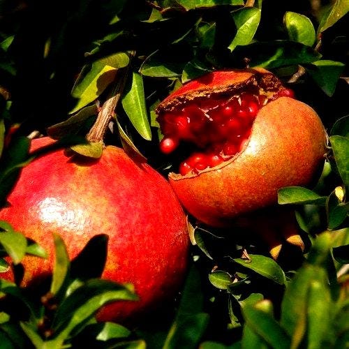 149Pcs Pomegranate Seeds fill blank yard and garden spots in newly arranged landscape layouts