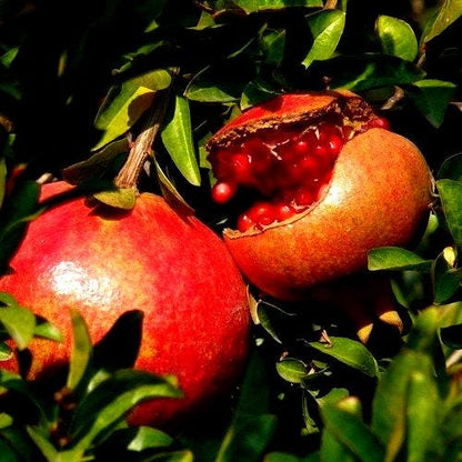 149Pcs Pomegranate Seeds fill blank yard and garden spots in newly arranged landscape layouts