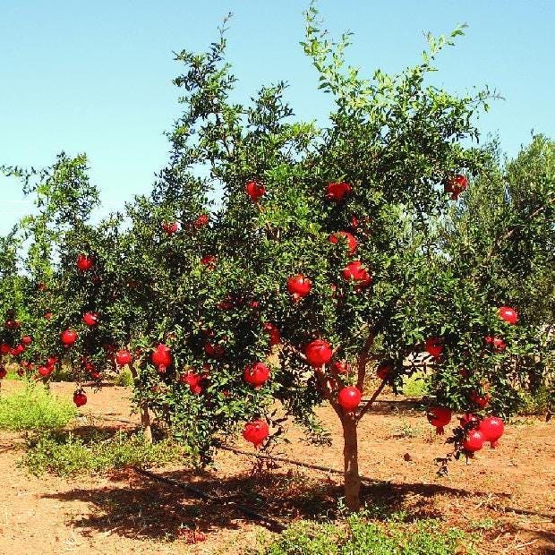 149Pcs Pomegranate Seeds fill blank yard and garden spots in newly arranged landscape layouts