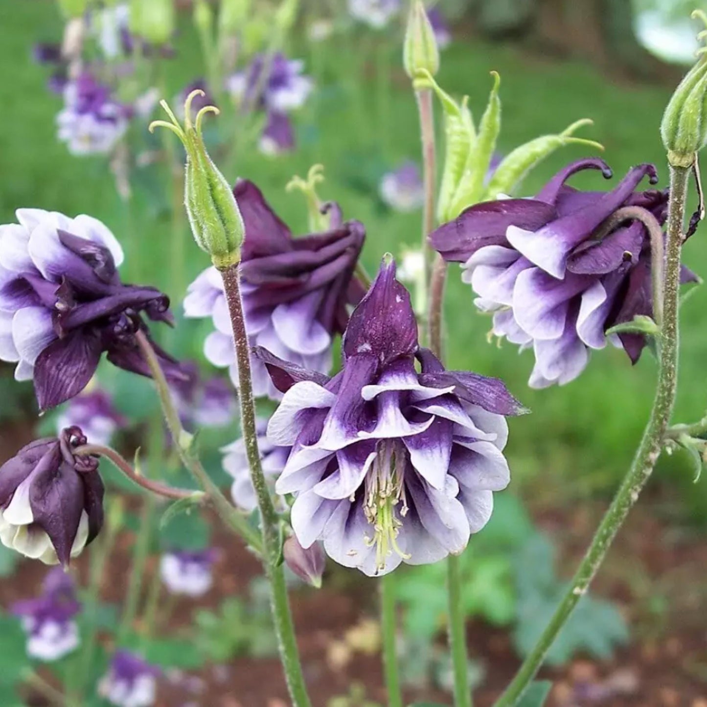 180Pcs Columbine Seeds Spring Sowing Ready Fast Establishment For Shade Garden Backdrop Layout