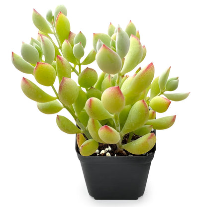 1000pcs Excellent for Indoor Succulent Growing Speedy Growing Succulent Seeds