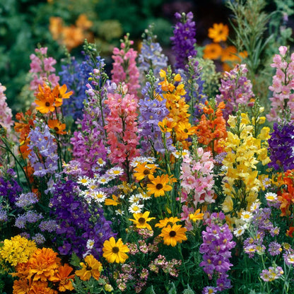 1000Pcs Mix Wildflower Seeds possess tough resilient mixed growth traits for stable long lasting natural landscape effect