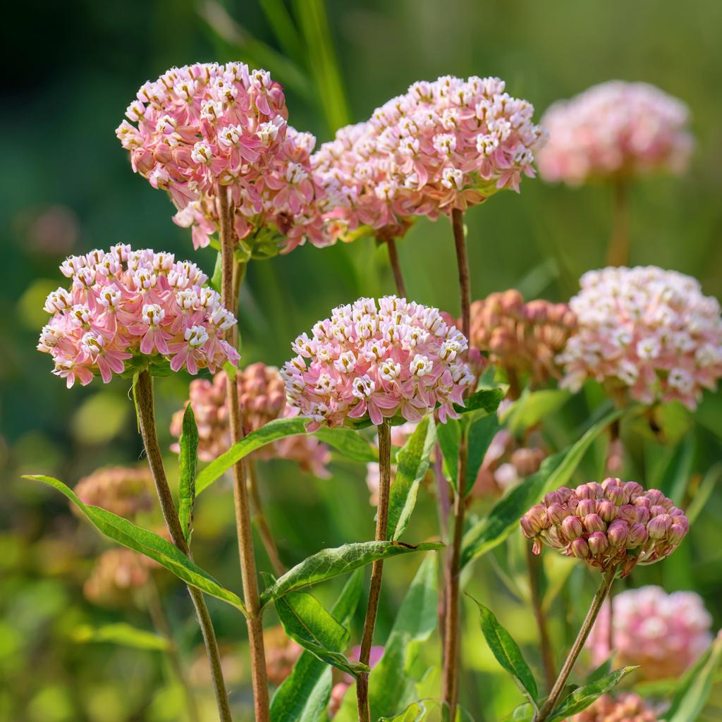 Prairie Milkweed 200Pcs Seeds Perennial  Nectar-Rich Blooms & Monarch Butterfly Friendly