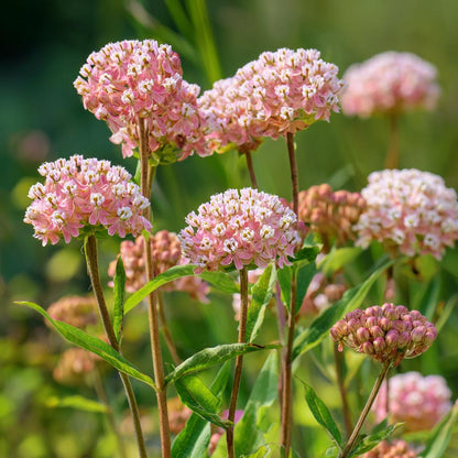 Prairie Milkweed 200Pcs Seeds Perennial  Nectar-Rich Blooms & Monarch Butterfly Friendly