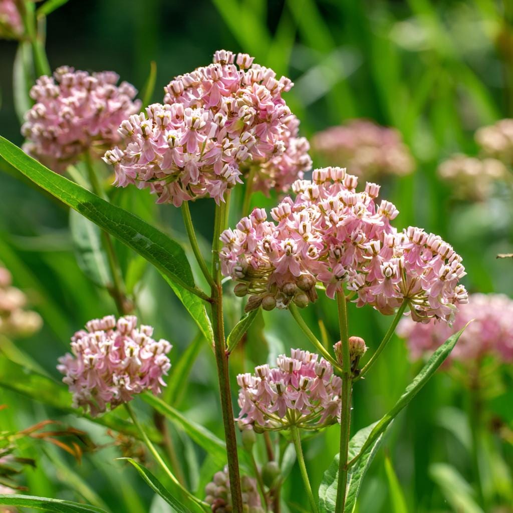 Prairie Milkweed 200Pcs Seeds Perennial  Nectar-Rich Blooms & Monarch Butterfly Friendly