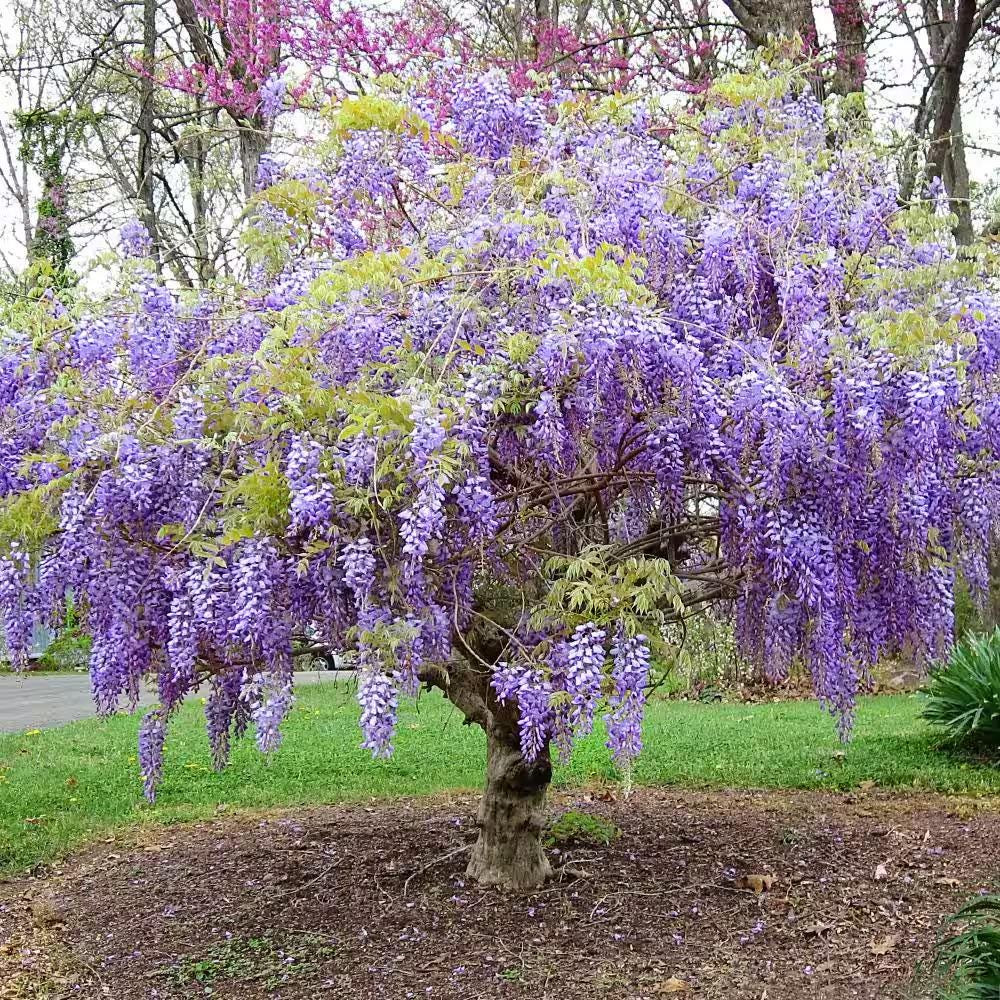 10pcs Blue Rain Wisteria seeds best gift for him her home decor teacher gifts graduation outdoor gardening DIY birthday present flowering plants