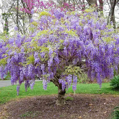 10pcs Blue Rain Wisteria seeds best gift for him her home decor teacher gifts graduation outdoor gardening DIY birthday present flowering plants