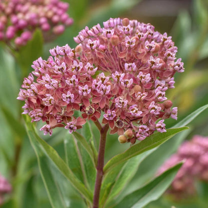 Prairie Milkweed 200Pcs Seeds Perennial  Nectar-Rich Blooms & Monarch Butterfly Friendly