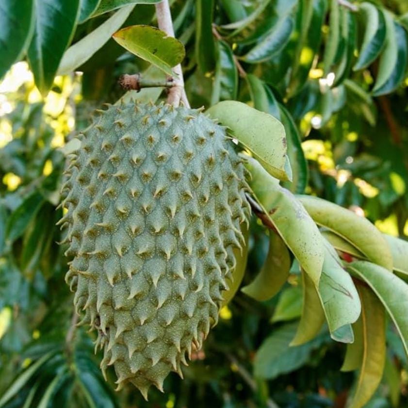 10pcs Wonderful For Enjoying The Rewards Of Home Gardening Soursop Pawpaw Seeds Simple To Plant With Satisfying Visible Growth