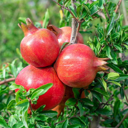 146Pcs Pomegranate Seeds enrich multi layered yard landscape structure