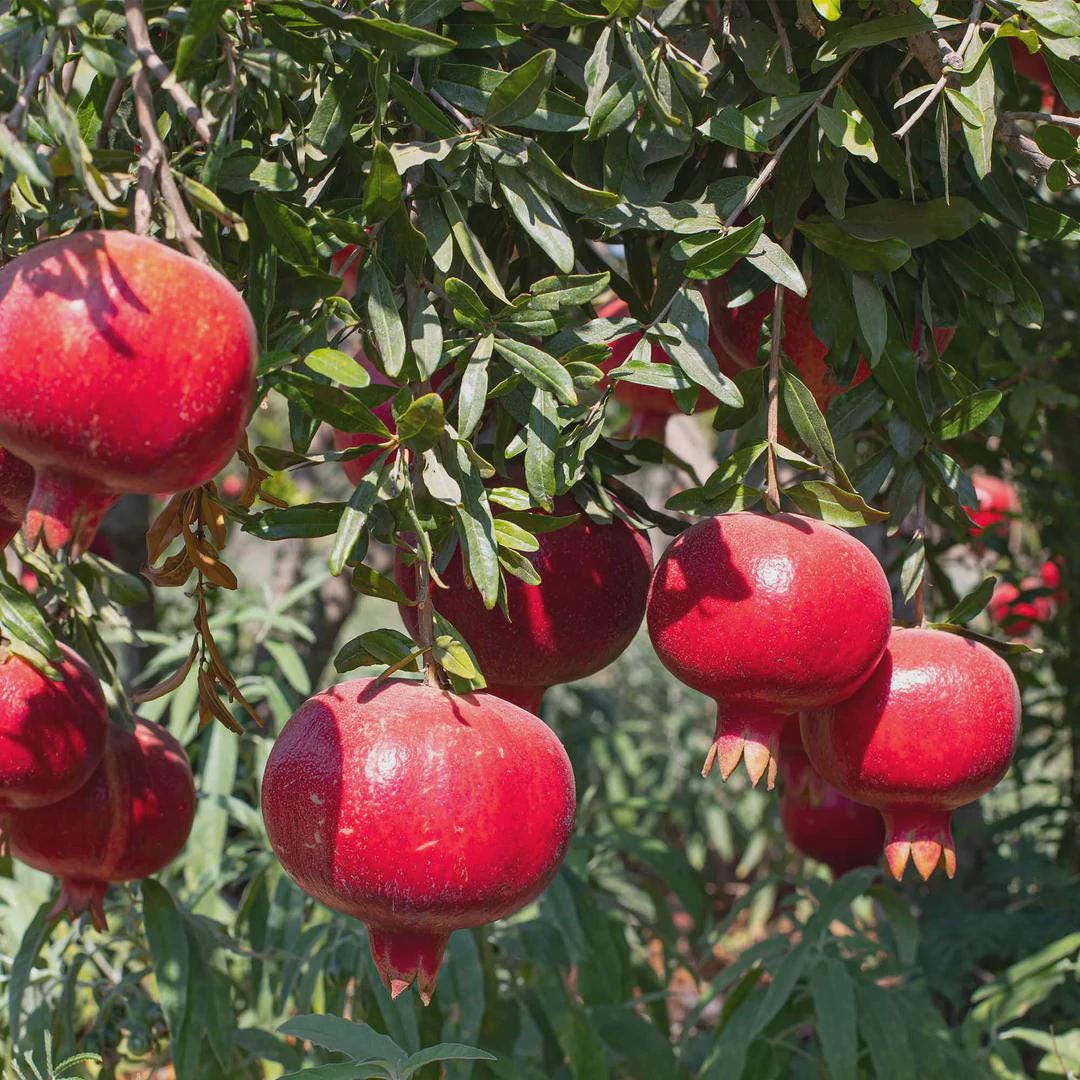 146Pcs Pomegranate Seeds enrich multi layered yard landscape structure