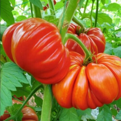 185Pcs Tomato Seeds Ideal For Busy Homeowners And Casual Hobby Gardeners