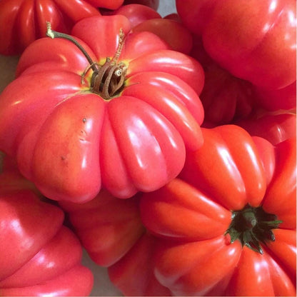 185Pcs Tomato Seeds Ideal For Busy Homeowners And Casual Hobby Gardeners
