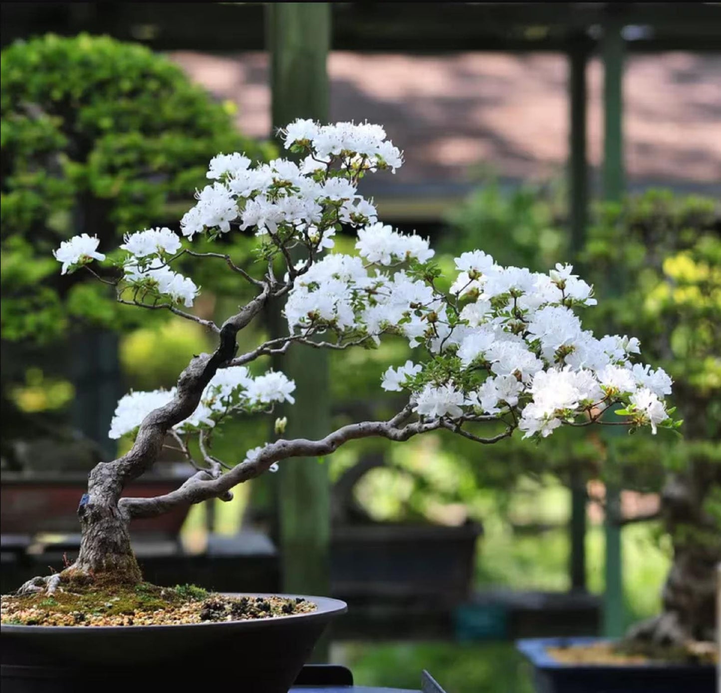 Pink & White 30pcs Cherry Blossom Seeds Easy To Grow Adds Elegant Spring Blooms To Residential Yards