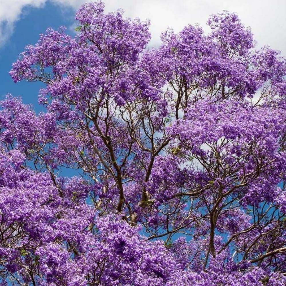 50pcs Quick Growing Graceful Landscape Tree with Jacaranda Tree Seeds for Yard Planting
