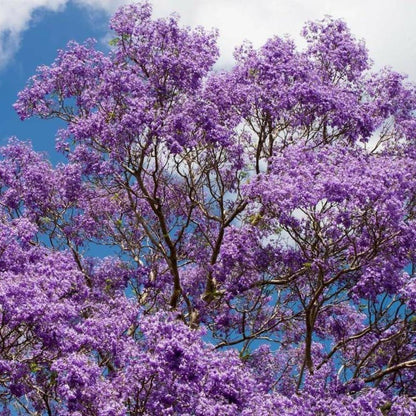50pcs Quick Growing Graceful Landscape Tree with Jacaranda Tree Seeds for Yard Planting