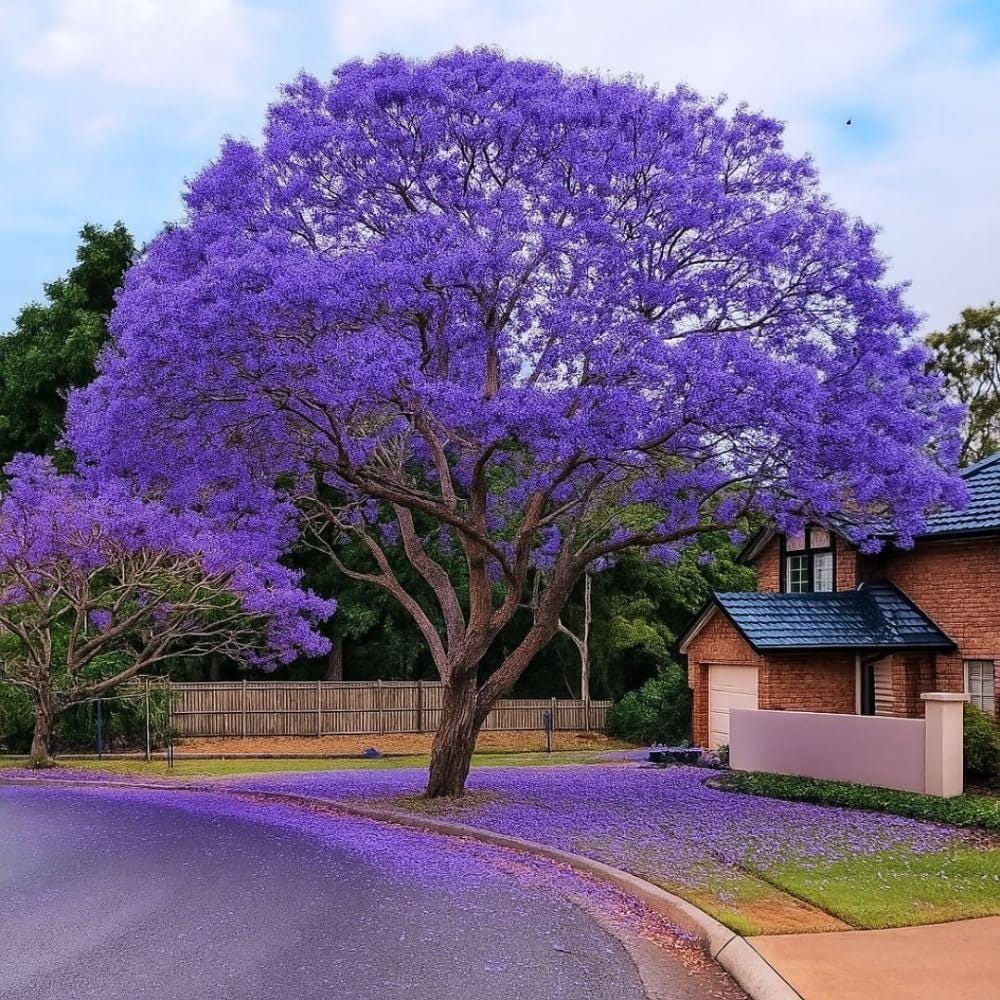 50pcs Quick Growing Graceful Landscape Tree with Jacaranda Tree Seeds for Yard Planting